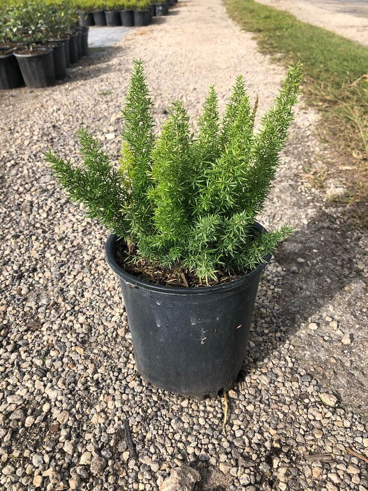asparagus-densiflorus-meyerii-foxtail-fern-asparagus-densiflorus-myers