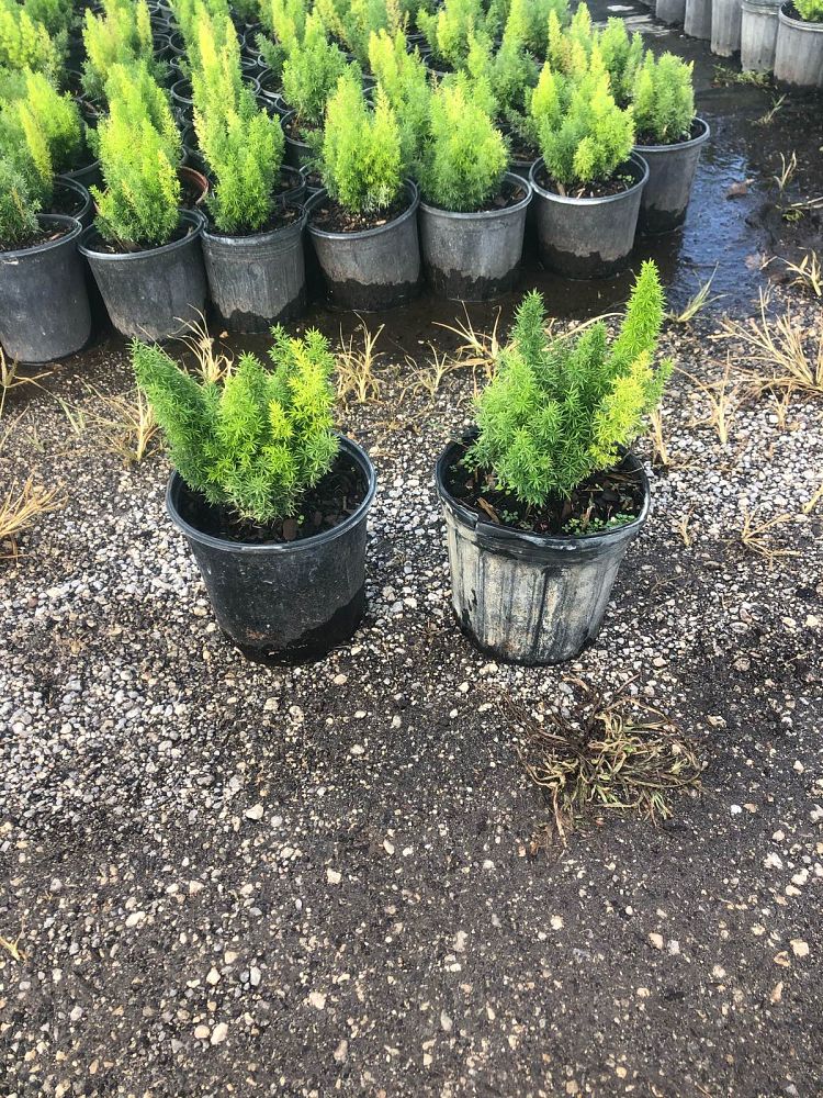 asparagus-densiflorus-meyerii-foxtail-fern-asparagus-densiflorus-myers