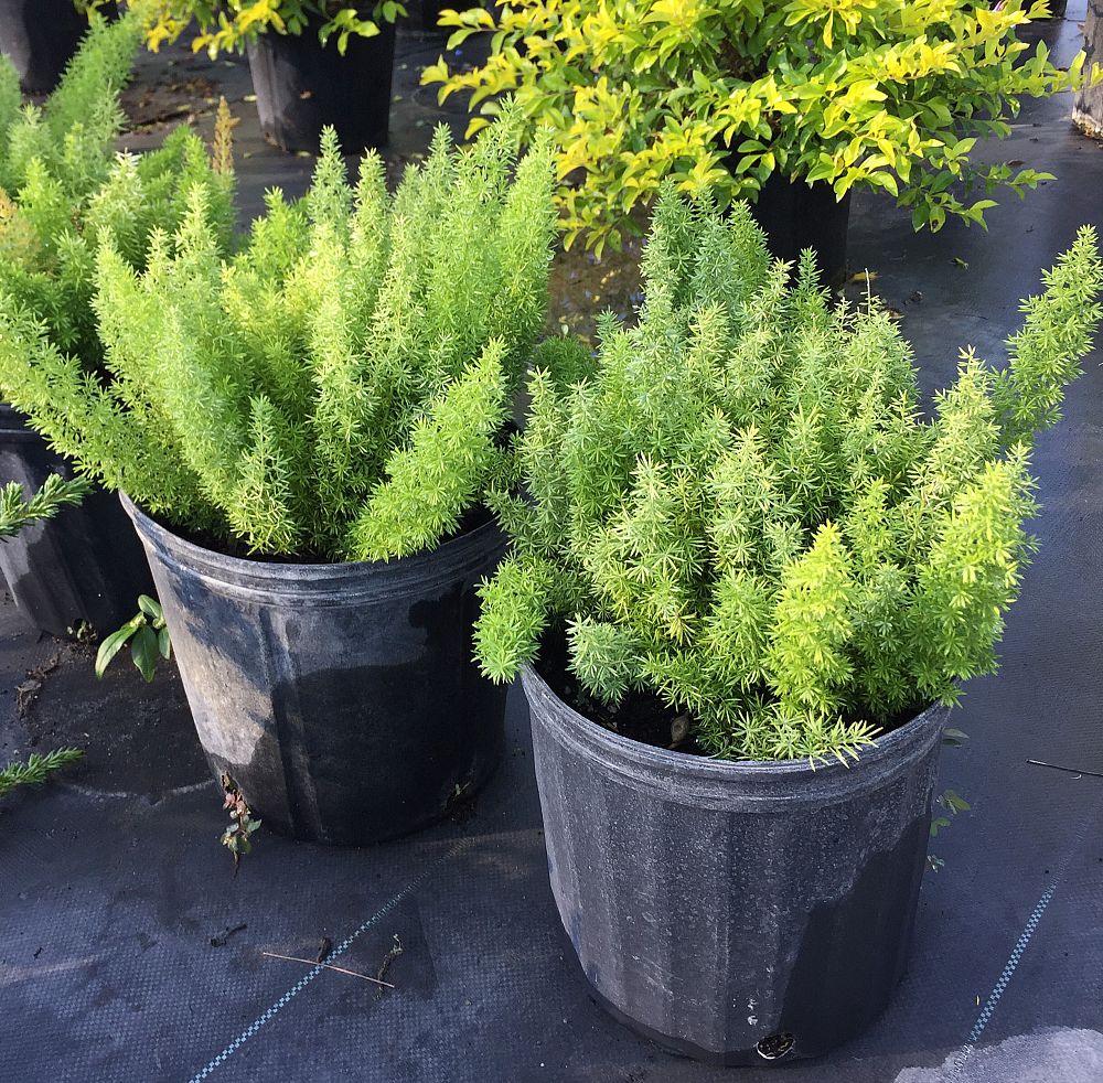 asparagus-densiflorus-meyerii-foxtail-fern-asparagus-densiflorus-myers