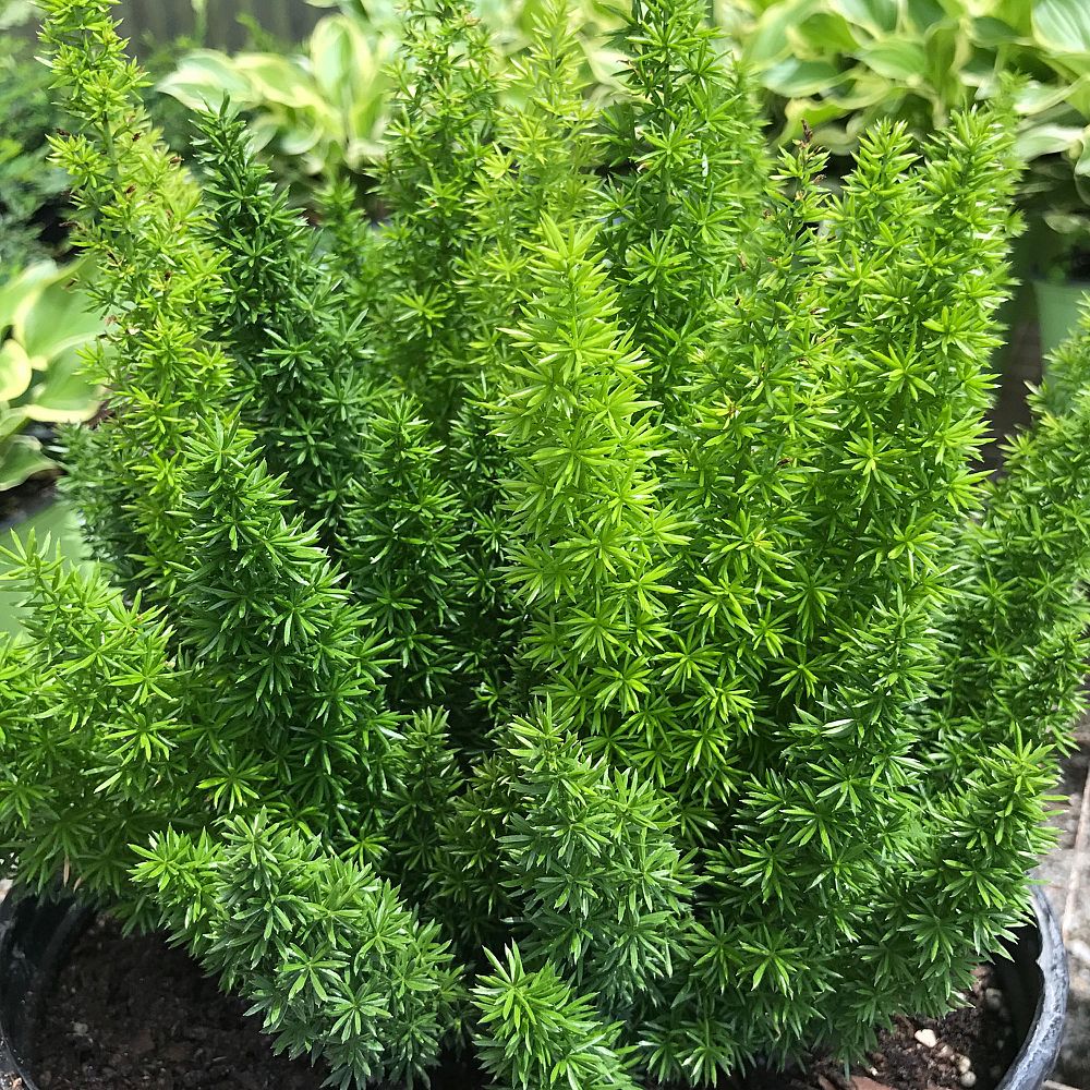 asparagus-densiflorus-meyerii-foxtail-fern-asparagus-densiflorus-myers