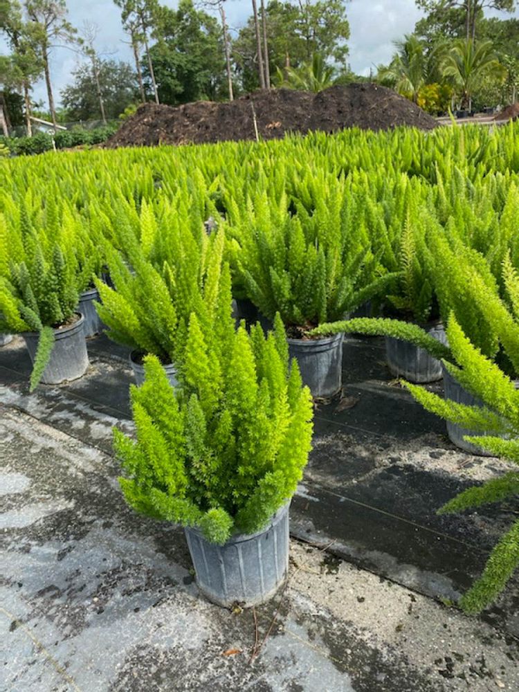 asparagus-densiflorus-meyerii-foxtail-fern-asparagus-densiflorus-myers
