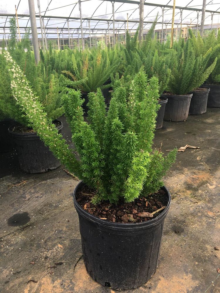 asparagus-densiflorus-meyerii-foxtail-fern-asparagus-densiflorus-myers