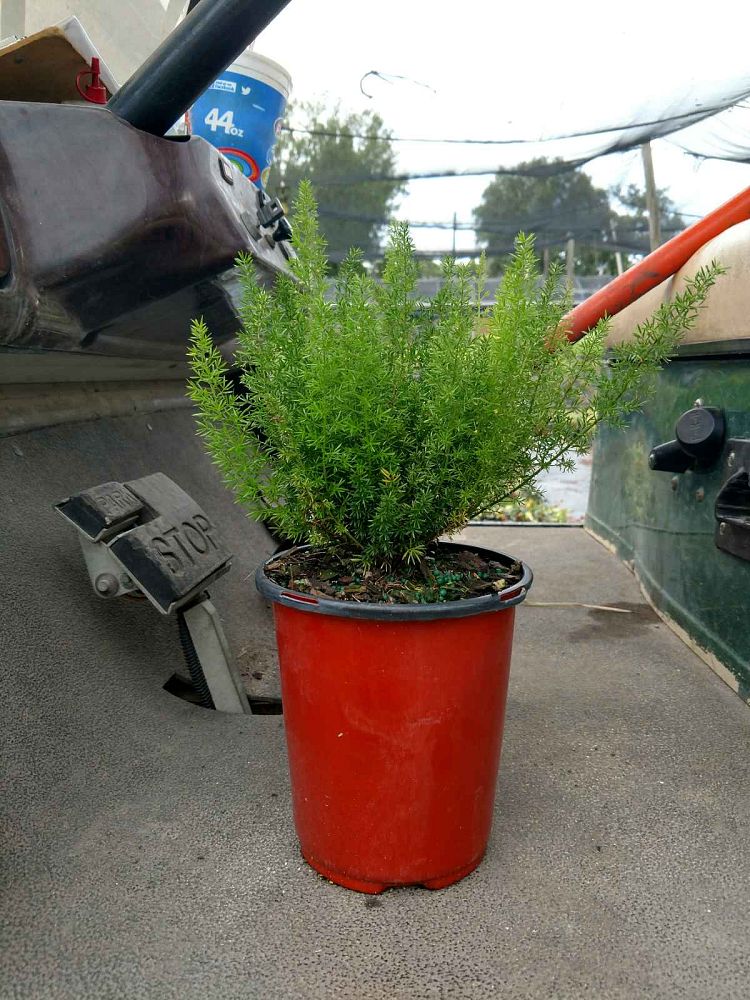 asparagus-densiflorus-meyerii-foxtail-fern-asparagus-densiflorus-myers
