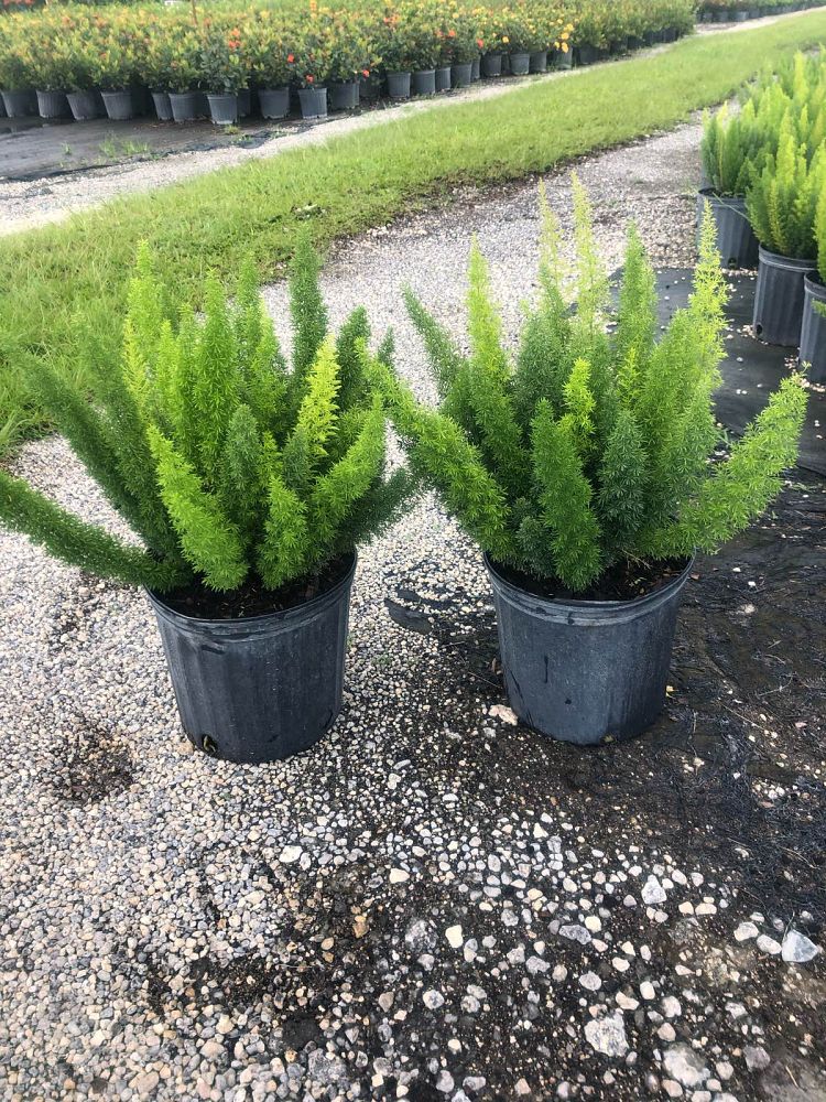 asparagus-densiflorus-meyerii-foxtail-fern-asparagus-densiflorus-myers