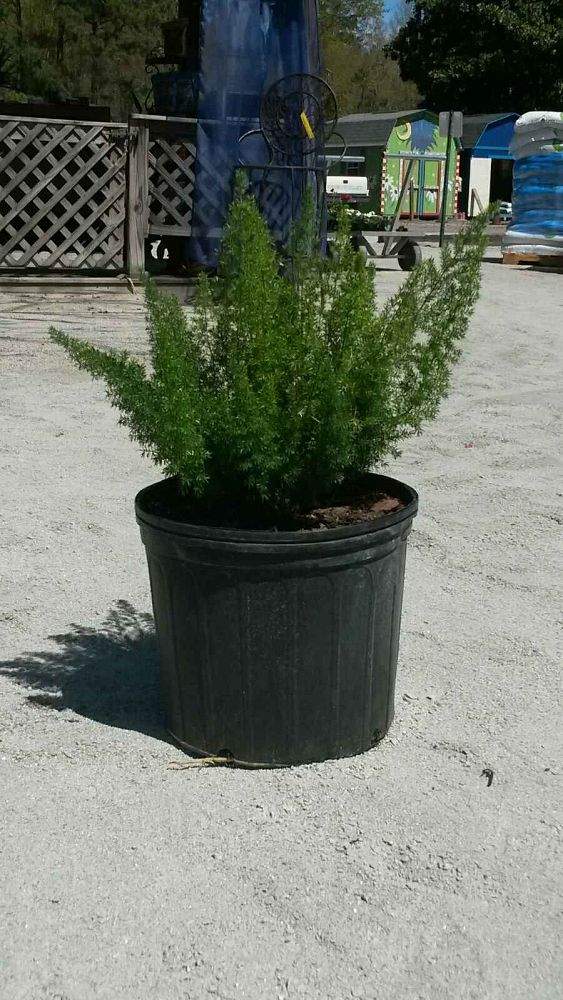 asparagus-densiflorus-meyerii-foxtail-fern-asparagus-densiflorus-myers