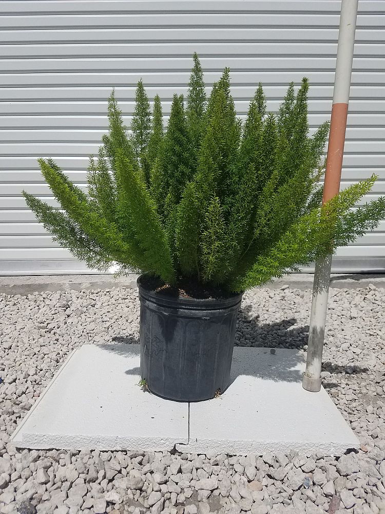 asparagus-densiflorus-meyerii-foxtail-fern-asparagus-densiflorus-myers