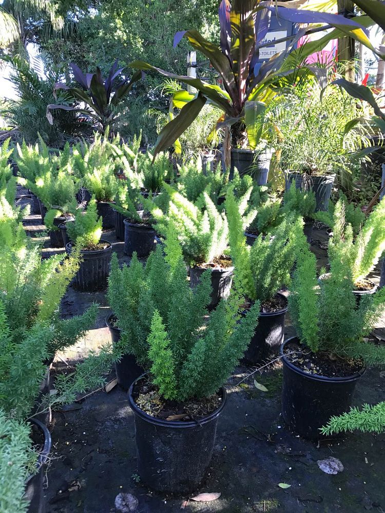 asparagus-densiflorus-meyerii-foxtail-fern-asparagus-densiflorus-myers