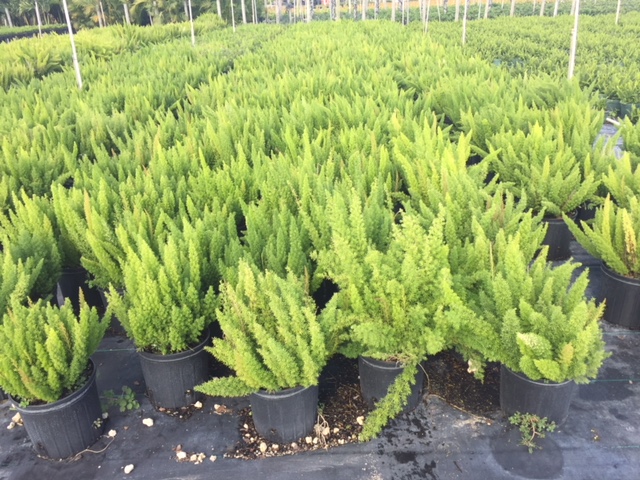 asparagus-densiflorus-meyerii-foxtail-fern-asparagus-densiflorus-myers