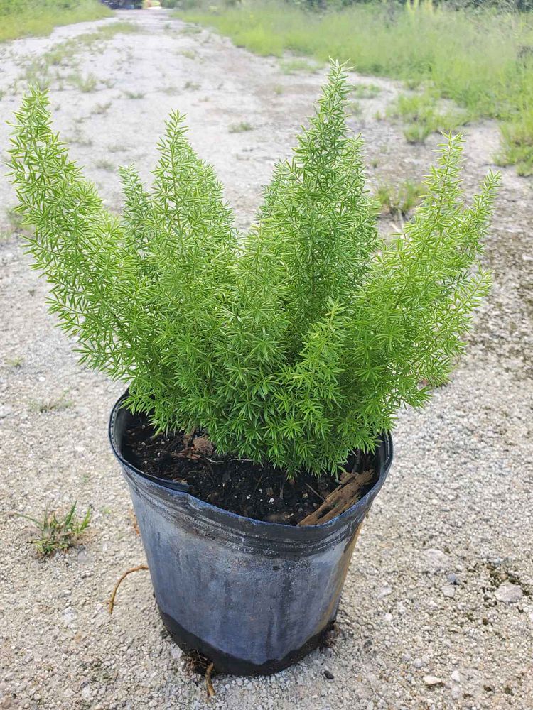 asparagus-densiflorus-meyerii-foxtail-fern-asparagus-densiflorus-myers