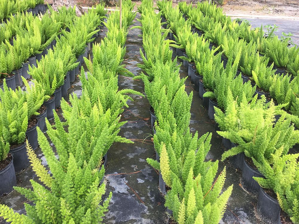 asparagus-densiflorus-meyerii-foxtail-fern-asparagus-densiflorus-myers