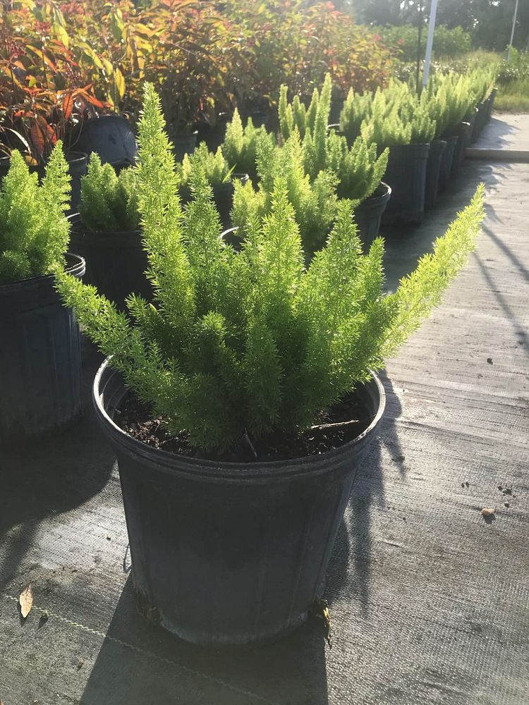 asparagus-densiflorus-meyerii-foxtail-fern-asparagus-densiflorus-myers