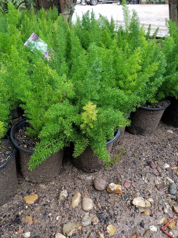 asparagus-densiflorus-meyerii-foxtail-fern-asparagus-densiflorus-myers