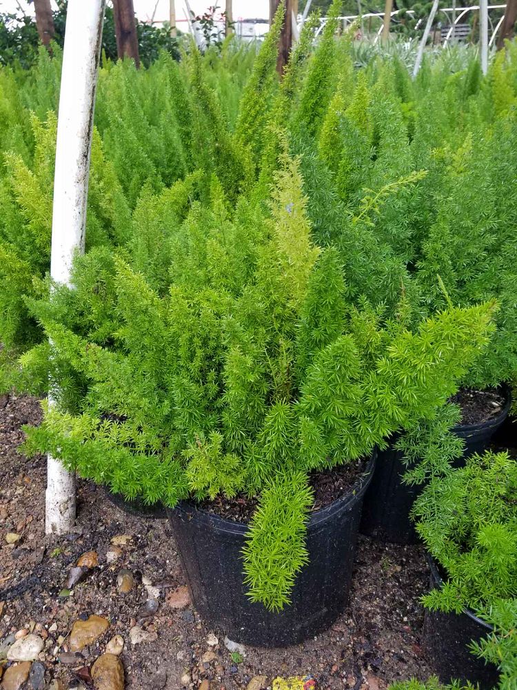 asparagus-densiflorus-meyerii-foxtail-fern-asparagus-densiflorus-myers