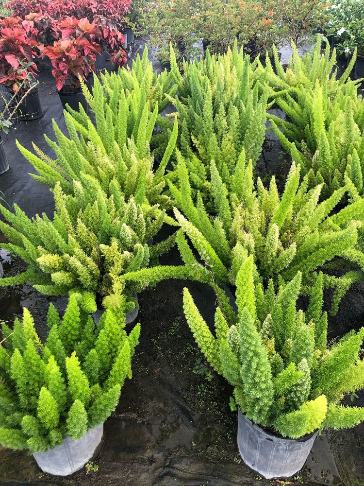 asparagus-densiflorus-meyerii-foxtail-fern-asparagus-densiflorus-myers
