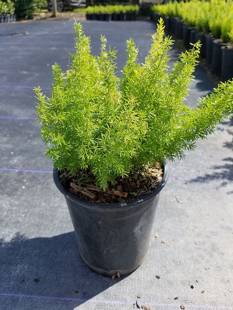 asparagus-densiflorus-meyerii-foxtail-fern-asparagus-densiflorus-myers