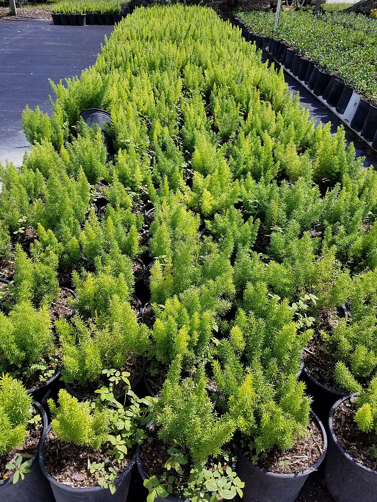 asparagus-densiflorus-meyerii-foxtail-fern-asparagus-densiflorus-myers