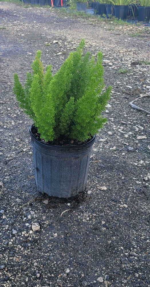 asparagus-densiflorus-meyerii-foxtail-fern-asparagus-densiflorus-myers