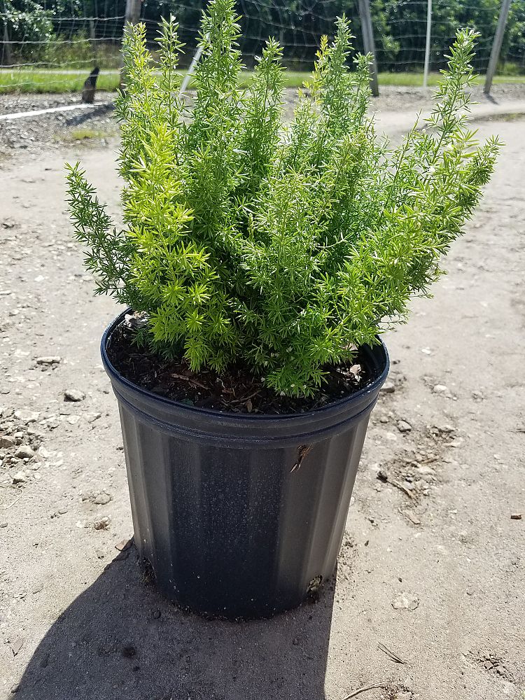 asparagus-densiflorus-meyerii-foxtail-fern-asparagus-densiflorus-myers