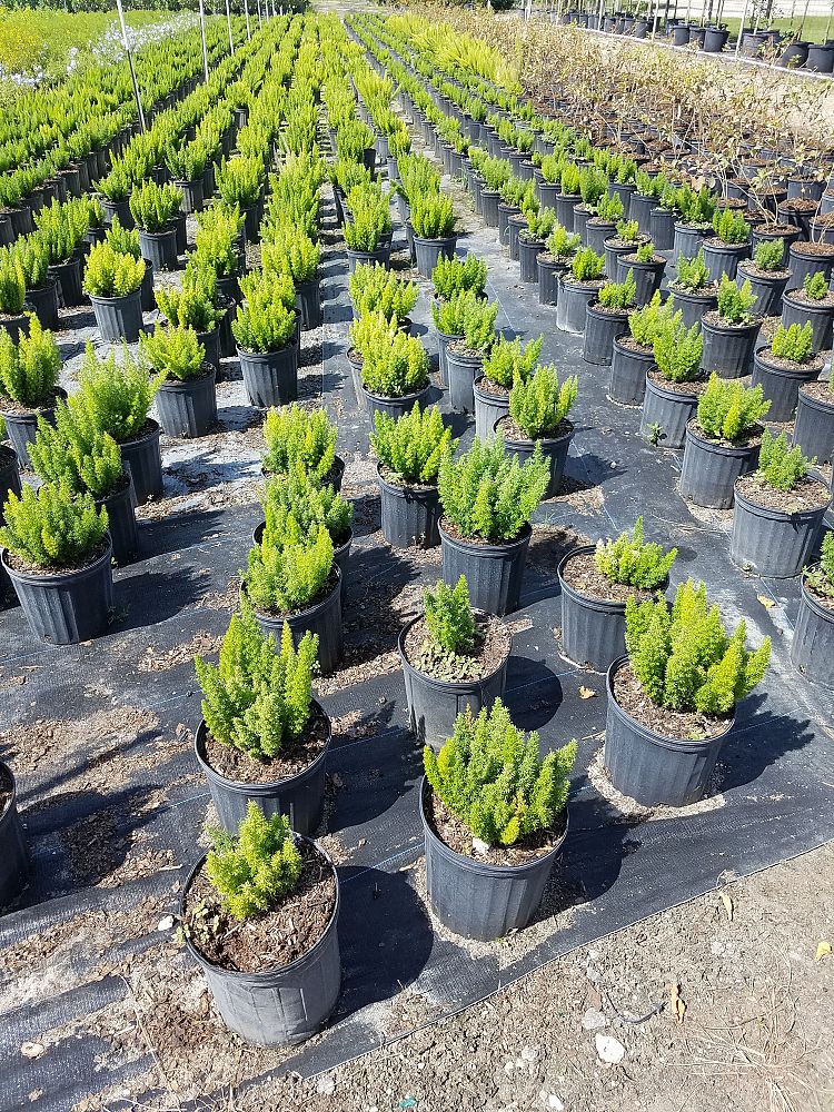 asparagus-densiflorus-meyerii-foxtail-fern-asparagus-densiflorus-myers