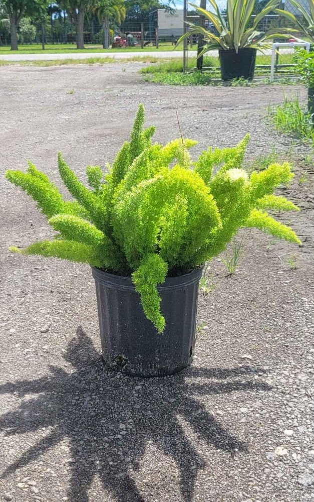 asparagus-densiflorus-meyerii-foxtail-fern-asparagus-densiflorus-myers