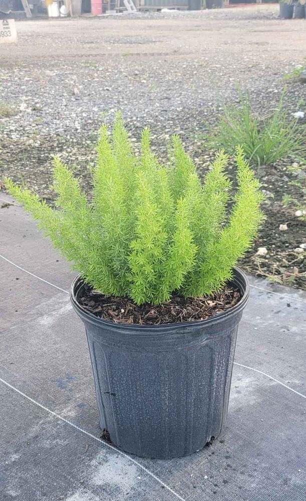 asparagus-densiflorus-meyerii-foxtail-fern-asparagus-densiflorus-myers