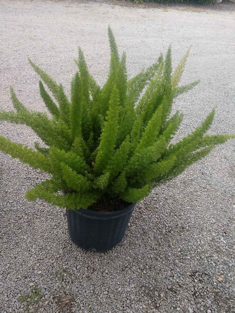 asparagus-densiflorus-meyerii-foxtail-fern-asparagus-densiflorus-myers