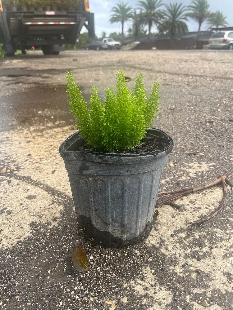 asparagus-densiflorus-meyerii-foxtail-fern-asparagus-densiflorus-myers