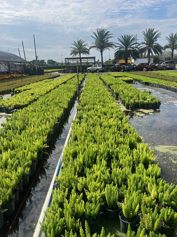 asparagus-densiflorus-meyerii-foxtail-fern-asparagus-densiflorus-myers