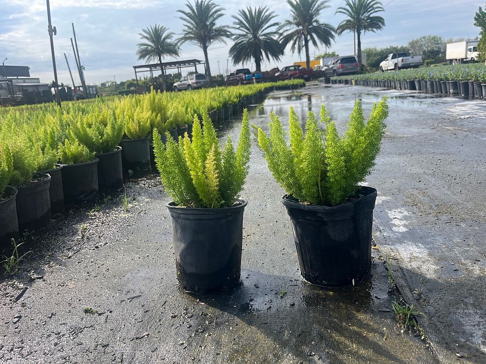 asparagus-densiflorus-meyerii-foxtail-fern-asparagus-densiflorus-myers