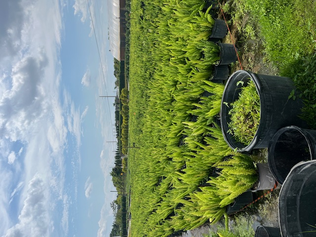 asparagus-densiflorus-meyerii-foxtail-fern-asparagus-densiflorus-myers