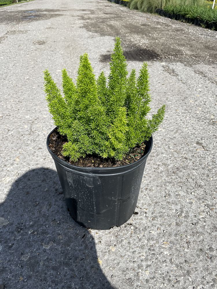 asparagus-densiflorus-meyerii-foxtail-fern-asparagus-densiflorus-myers