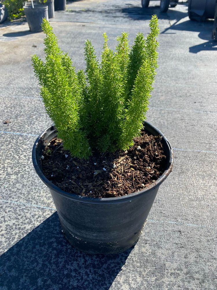 asparagus-densiflorus-meyerii-foxtail-fern-asparagus-densiflorus-myers