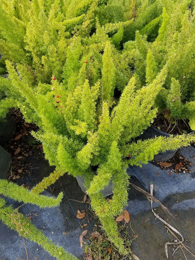 asparagus-densiflorus-meyerii-foxtail-fern-asparagus-densiflorus-myers
