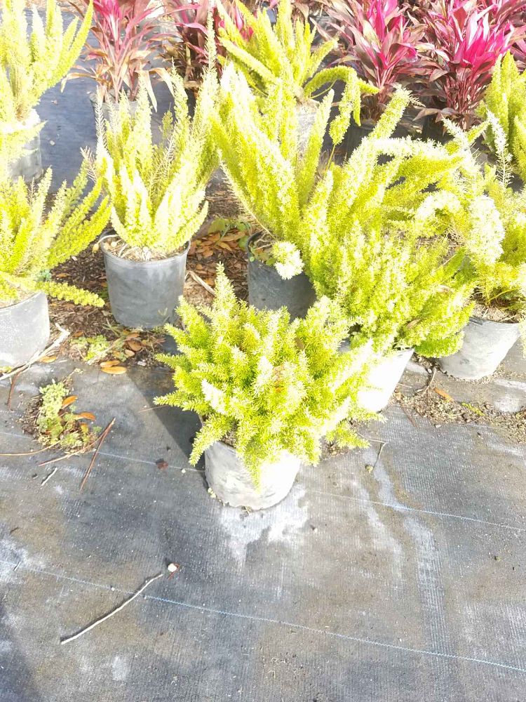asparagus-densiflorus-meyerii-foxtail-fern-asparagus-densiflorus-myers