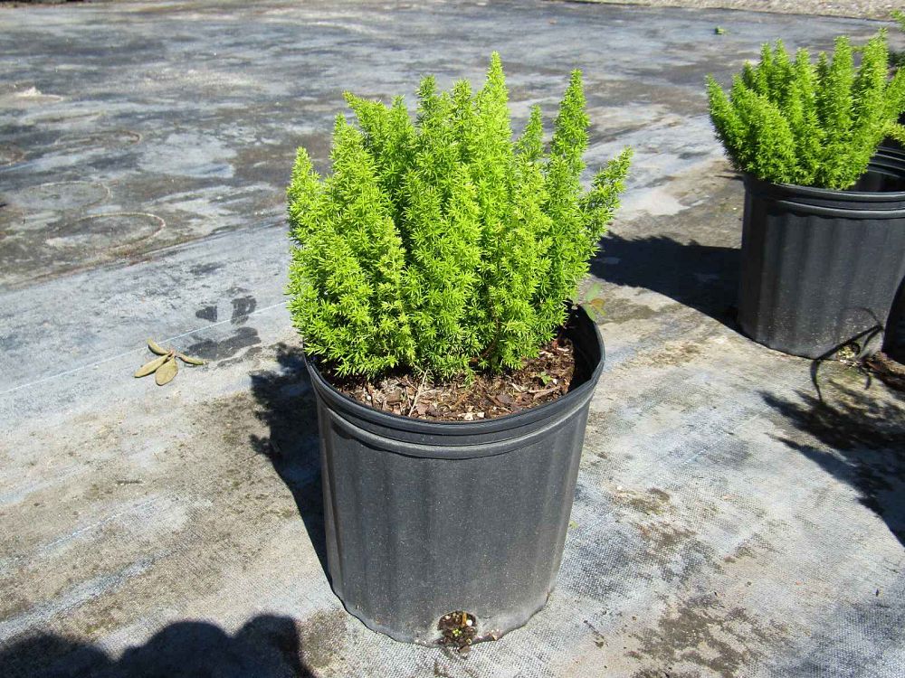 asparagus-densiflorus-meyerii-foxtail-fern-asparagus-densiflorus-myers