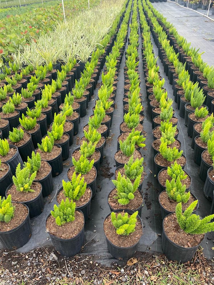 asparagus-densiflorus-meyerii-foxtail-fern-asparagus-densiflorus-myers