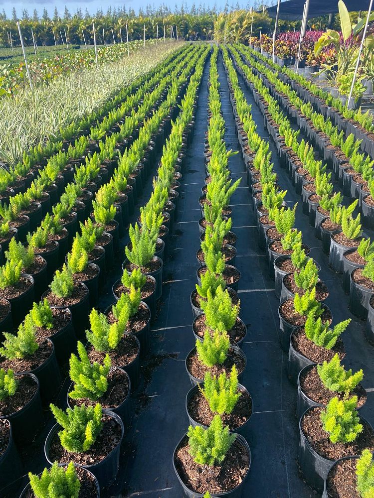 asparagus-densiflorus-meyerii-foxtail-fern-asparagus-densiflorus-myers