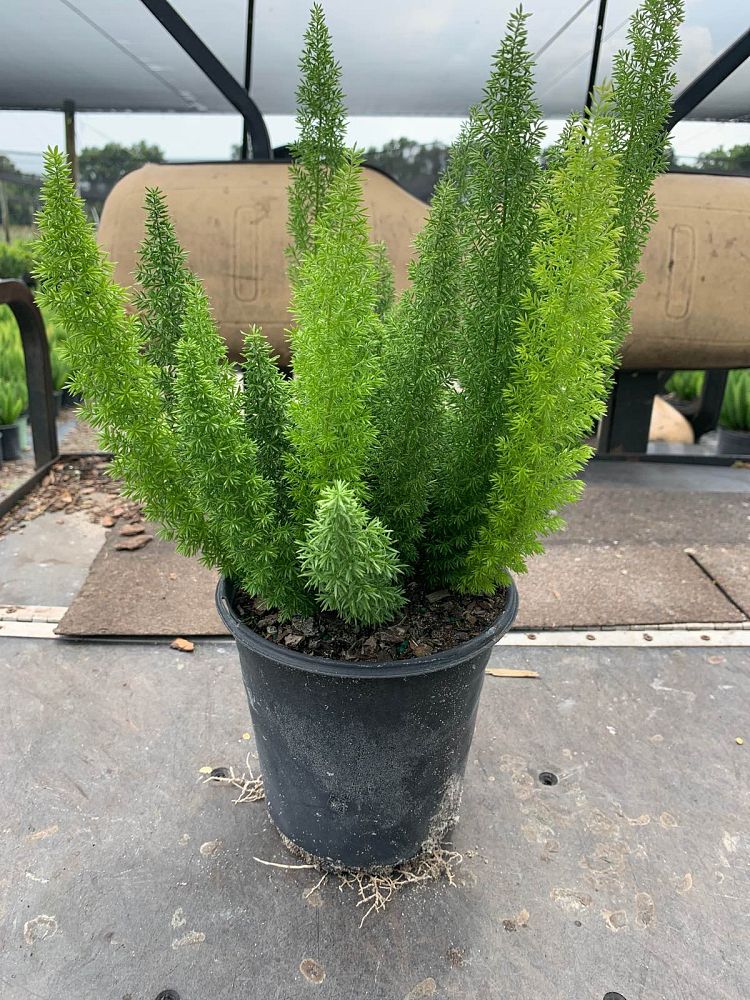 asparagus-densiflorus-meyerii-foxtail-fern-asparagus-densiflorus-myers