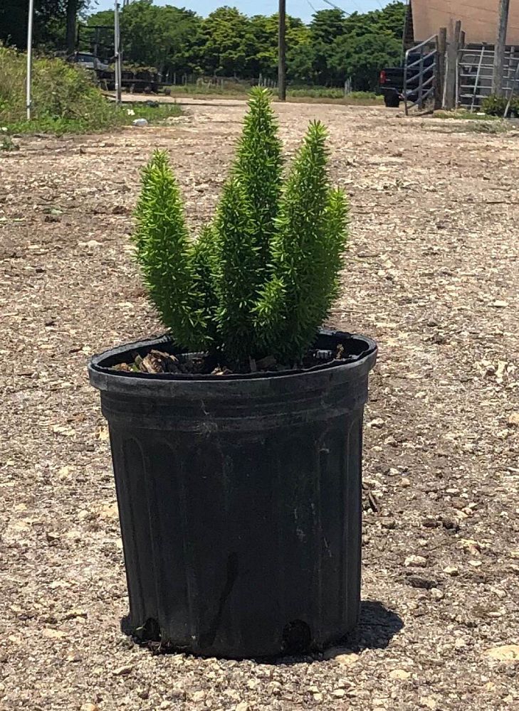 asparagus-densiflorus-meyerii-foxtail-fern-asparagus-densiflorus-myers