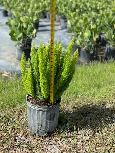asparagus-densiflorus-meyerii-foxtail-fern-asparagus-densiflorus-myers