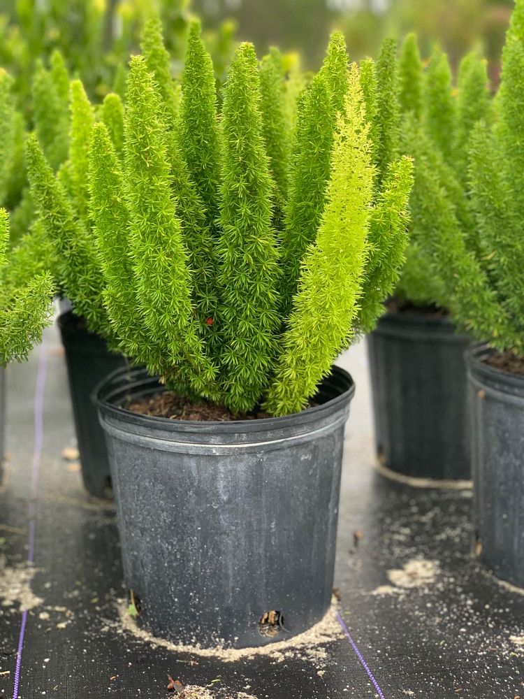 asparagus-densiflorus-meyerii-foxtail-fern-asparagus-densiflorus-myers