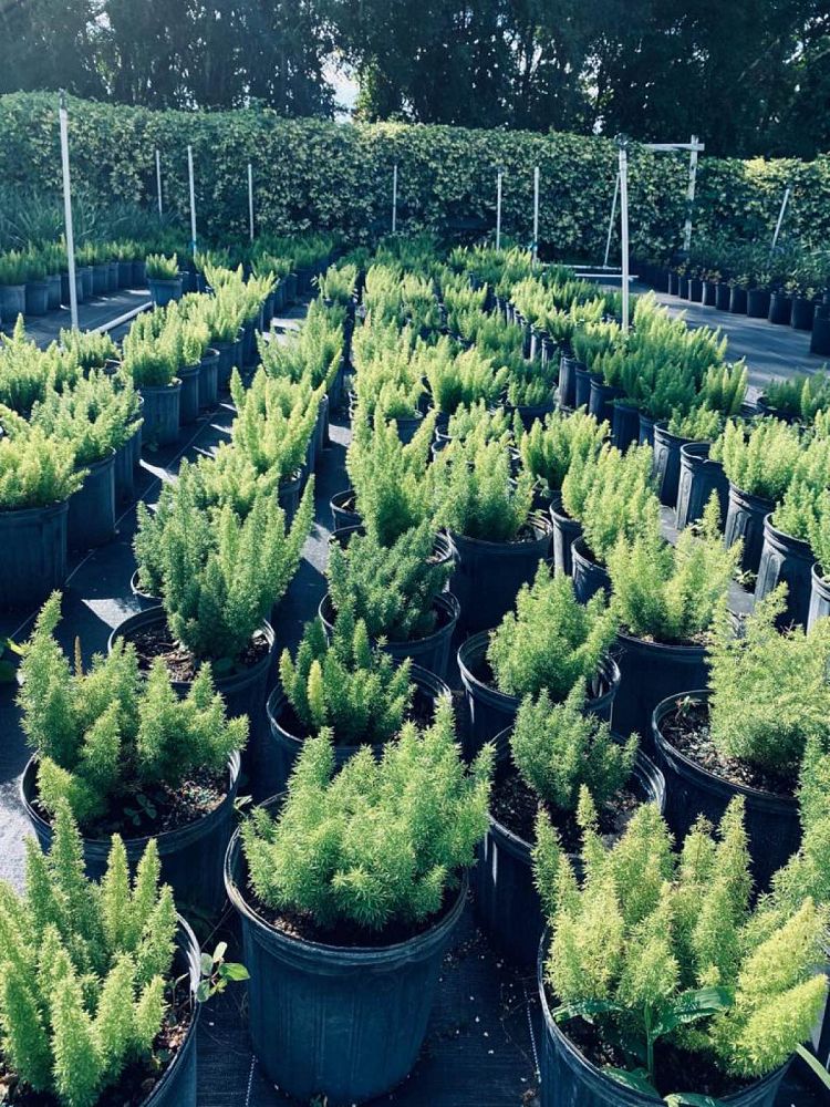 asparagus-densiflorus-meyerii-foxtail-fern-asparagus-densiflorus-myers
