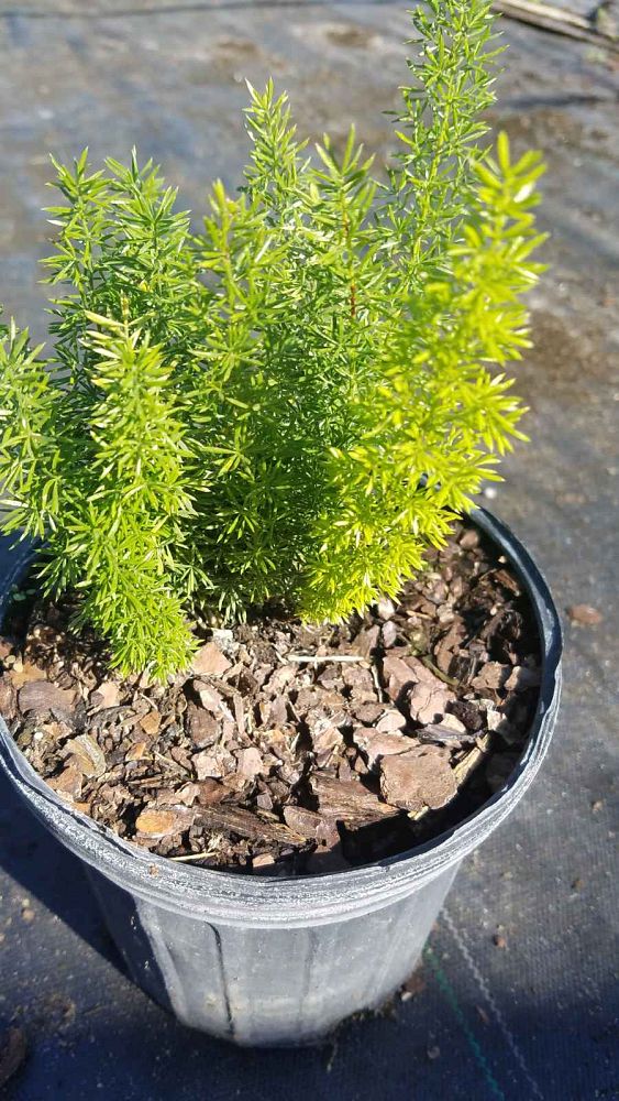 asparagus-densiflorus-meyerii-foxtail-fern-asparagus-densiflorus-myers