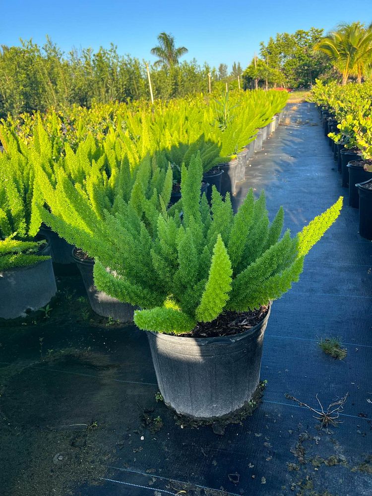 asparagus-densiflorus-meyerii-foxtail-fern-asparagus-densiflorus-myers