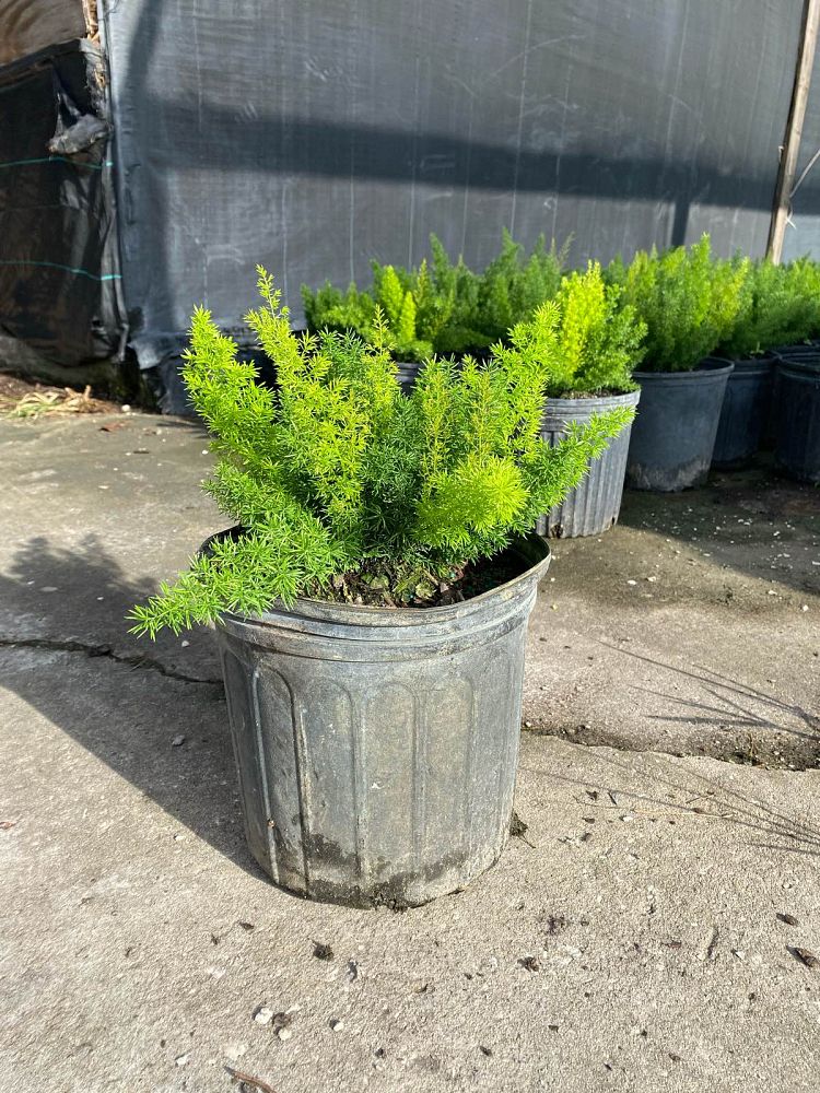 asparagus-densiflorus-meyerii-foxtail-fern-asparagus-densiflorus-myers