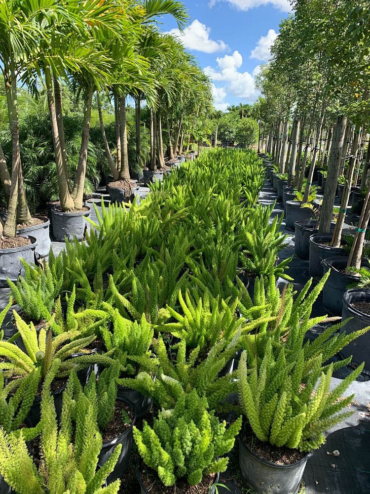 asparagus-densiflorus-meyerii-foxtail-fern-asparagus-densiflorus-myers