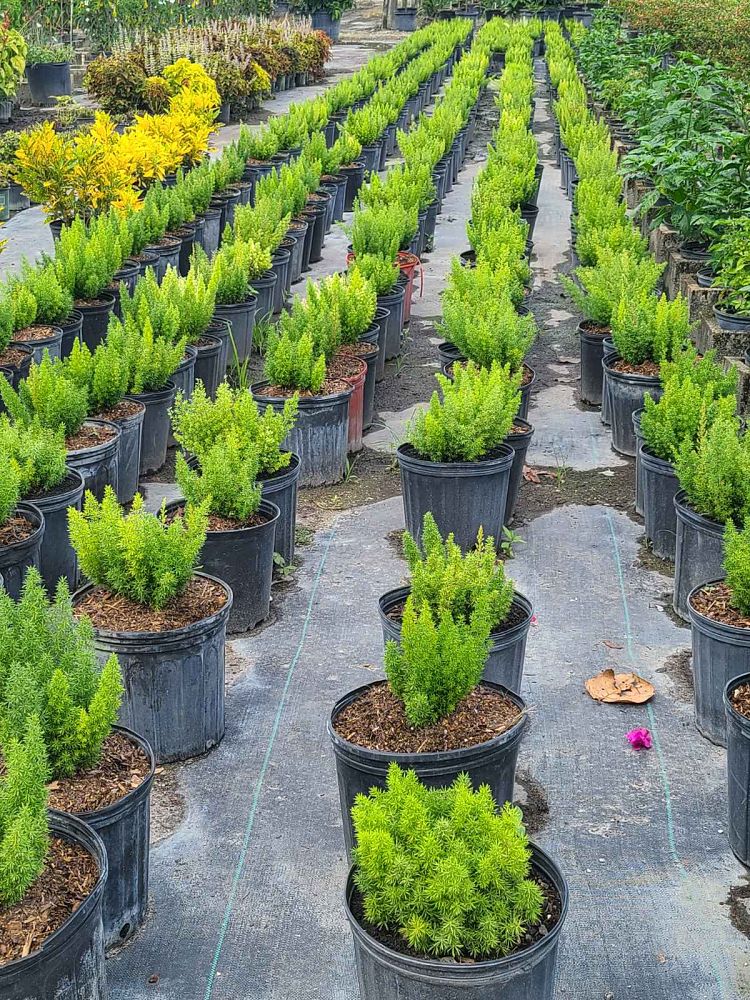 asparagus-densiflorus-meyerii-foxtail-fern-asparagus-densiflorus-myers