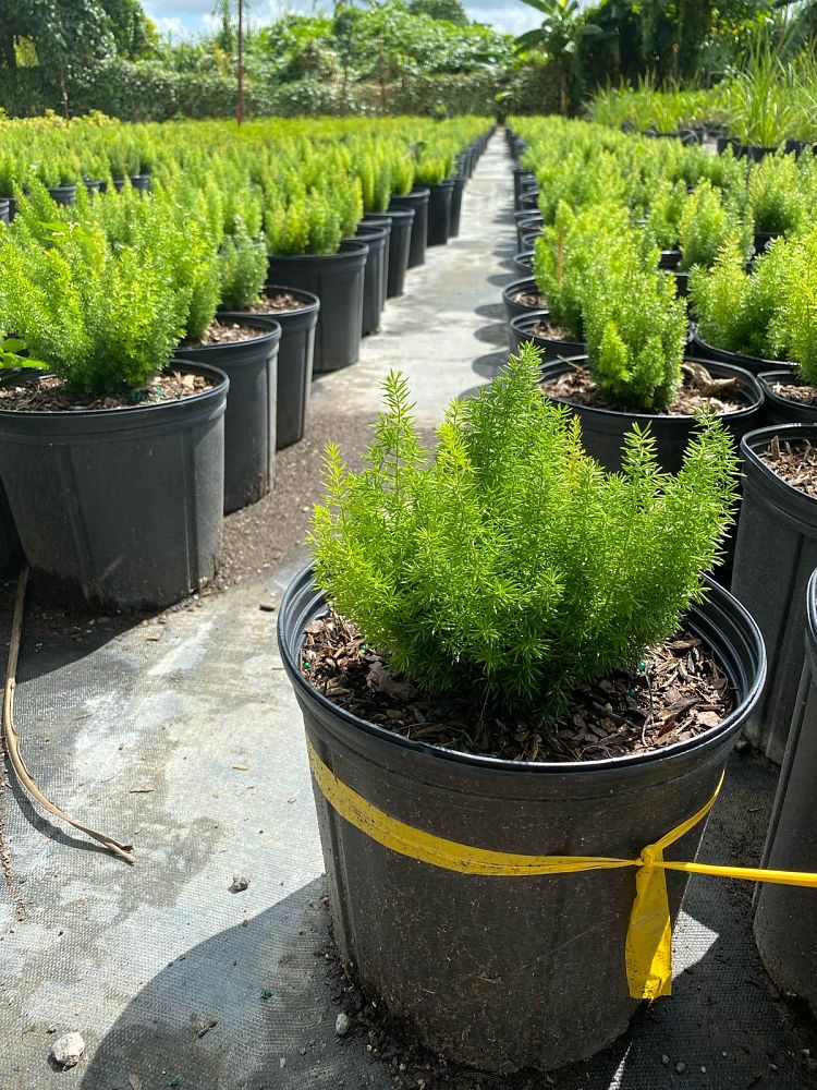 asparagus-densiflorus-meyerii-foxtail-fern-asparagus-densiflorus-myers