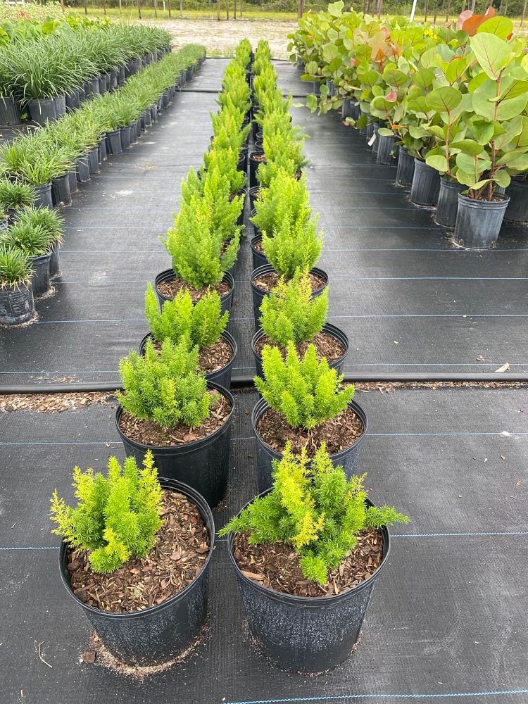 asparagus-densiflorus-meyerii-foxtail-fern-asparagus-densiflorus-myers