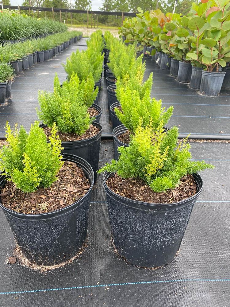 asparagus-densiflorus-meyerii-foxtail-fern-asparagus-densiflorus-myers